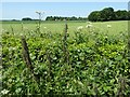 SP2007 : Flora in a roadside verge by Philip Halling