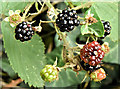 J3875 : Blackberries, Belfast (July 2017) by Albert Bridge