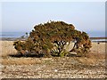 SZ8795 : Gorse bush on Church Norton beach by Patrick Roper