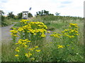 NU0742 : Ragwort near Beal by M J Richardson