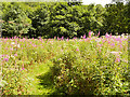 SK0246 : Nature Area at Kingsley and Froghall Station by David Dixon