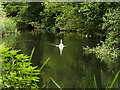 SU4620 : Swan on the River Itchen near Bishopstoke by David Dixon