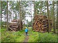 NY9458 : Huge log piles near the Devil's Water by Oliver Dixon