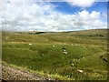 SD7895 : Sheep in the Ure Valley by Graham Hogg