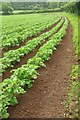 ST5127 : Potato crop by the Macmillan Way West by Derek Harper