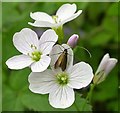 TQ8020 : Meadow long-horn moth on cuckooflower or lady's smock by Patrick Roper