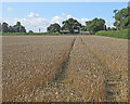 TL5050 : Babraham: ripe wheat at Church Farm by John Sutton