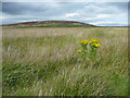 SD9831 : Ragwort in grassland at Dole, Wadsworth by Humphrey Bolton