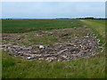 TA1923 : Flotsam at Paull Holme Strays Nature Reserve by Mat Fascione