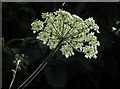 SX9066 : Giant hogweed near the County Court by Derek Harper