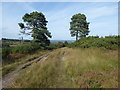 TQ4731 : Heathland on Ashdown Forest by Marathon