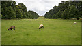 ST5017 : Sheep, Montacute Park by Rossographer