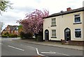 SJ9291 : Cherry blossom in Bredbury by Gerald England