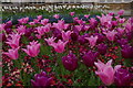 TL5238 : Tulips, Audley End House by Christopher Hilton