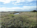 TQ9319 : Rye Harbour Nature Reserve by PAUL FARMER