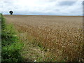 SP6396 : Edge of a field of wheat, alongside the canal by Christine Johnstone