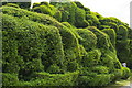 TL5238 : Bizarrely-shaped hedge, Audley End by Christopher Hilton