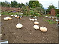 TQ4551 : Pumpkins in Walled Gardens - Chartwell by Paul Gillett