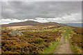 SJ1464 : Offa's Dyke Path towards Moel Famau by Jeff Buck