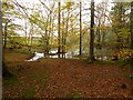 NY7962 : Flooded woodland at Allenbanks by Oliver Dixon