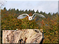 SE6083 : Barn Owl in Flight, NCBP by David Dixon