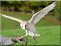 SE6083 : Barn Owl at the National Centre for Birds of Prey by David Dixon