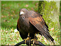 SE6083 : Harris Hawk on a Bow Perch at the National Centre for Birds of Prey by David Dixon