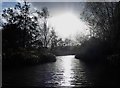 TQ0208 : Arundel Wetland Centre - View from the boat by Rob Farrow