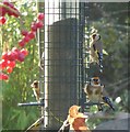 TQ0207 : A charm of goldfinches (Carduelis carduelis) by Rob Farrow