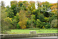 NT6518 : Deciduous woodland on slope beyond Hundalee Bridge by Trevor Littlewood