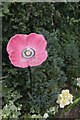 SO0249 : The Poppy in the garden by Bill Nicholls