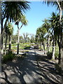 NX0942 : Cordyline Avenue, Logan Botanic Garden by Humphrey Bolton