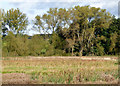 SJ9621 : River Sow flood plain south-west of Great Haywood, Staffordshire by Roger  D Kidd