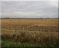 TL4892 : Maize stubble by Day's Lode Road by Hugh Venables