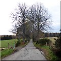 NO7397 : Tree-lined avenue to Keeper's Cottage by Stanley Howe