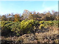 TQ4628 : Three different stages of autumn on Ashdown Forest by Marathon