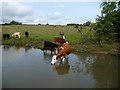 SP4977 : Trying to drink the canal dry, near Green's Bridge by Christine Johnstone