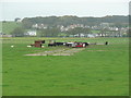 NX0368 : Cattle feeding station on the former flying boat base, Kirkcolm by Humphrey Bolton