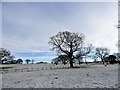 NZ1649 : Field trees in a snowy landscape by Robert Graham