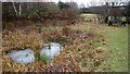 SK5901 : Frozen pond at the Washbrook Nature Area by Mat Fascione