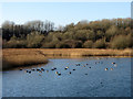 ST1769 : Wildfowl at Cosmeston Lakes by Gareth James