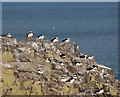 NU2135 : Atlantic puffins on Inner Farne island by Bill Harrison