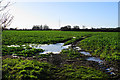 SK1212 : Field of beet near Corporation Farm by Bill Boaden