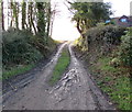 SN1107 : Muddy track above Pen-y-Bryn, Begelly by Jaggery