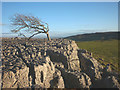 SD5579 : Windswept tree, Newbiggin Crags by Karl and Ali