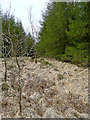 SN8055 : Oaks and larches by Esgair Gors in Ceredigion by Roger  D Kidd