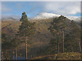 NY3015 : Scots pines above Thirlmere by Karl and Ali