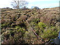 SJ9818 : Brocton Camp (Coppice Hill) - Trench 2B (looking NW) by John M