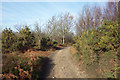 SU8936 : The Greensand Way on Hindhead Common by Des Blenkinsopp