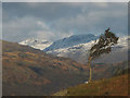 SD2093 : A gorse bush above the Duddon by Karl and Ali